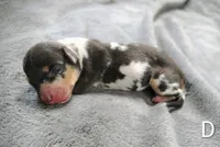 Diamond, a female Miniature Dachshund for sale in Dover, OH – 4 of 4