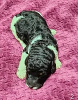 Winston , a male Poodle - Multi-Colored Standard for sale in Dover, OH – 3 of 5