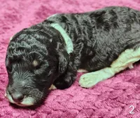 Sebastian , a male Poodle - Multi-Colored Standard for sale in Dover, OH – 1 of 3