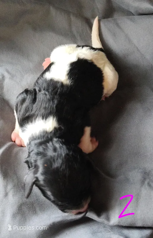 Marley – Poodle - Multi-Colored Standard puppy for sale in Dover, OH