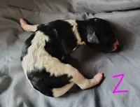 Marley, a female Poodle - Multi-Colored Standard for sale in Dover, OH – Photo 2 of 3