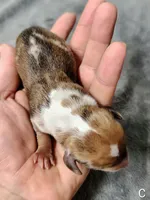 Chip, a male Miniature Dachshund for sale in Dover, OH – 2 of 6