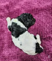 Winston , a male Poodle - Multi-Colored Standard for sale in Dover, OH – 5 of 5