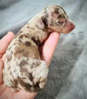 Alvin, a male Miniature Dachshund for sale in Dover, OH – 4 of 5