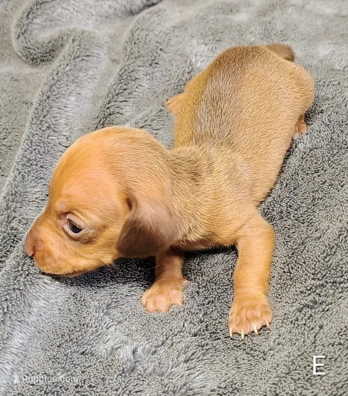 Eliza – Miniature Dachshund puppy for sale in Dover, OH