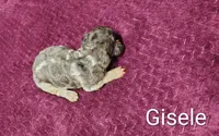 Gisele, a female Poodle - Multi-Colored Standard for sale in Dover, OH – 4 of 4