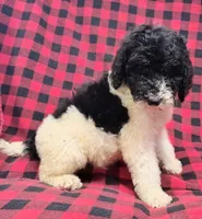 Dewey, a male Poodle - Multi-Colored Standard for sale in Dover, OH – 3 of 5