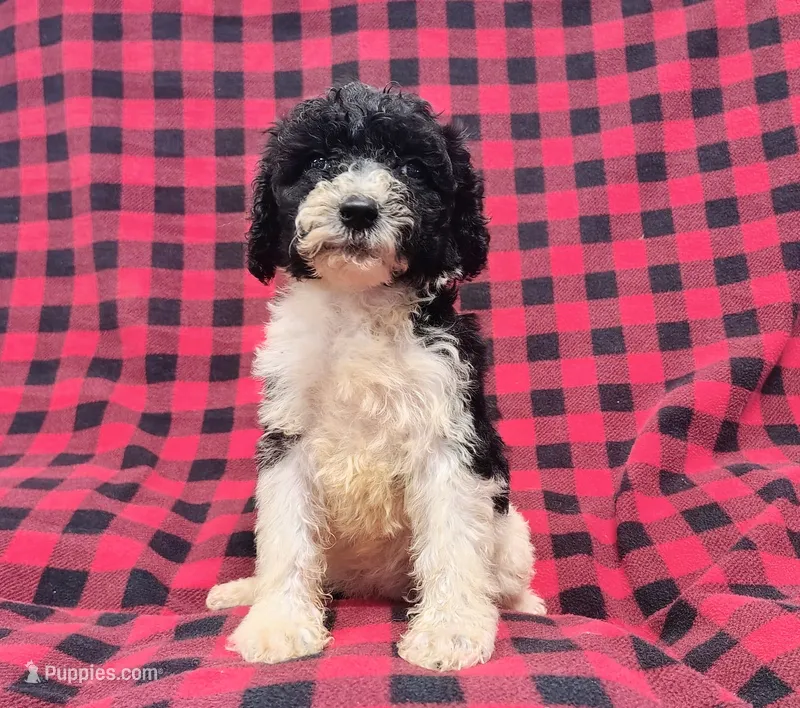 Cynthia – Poodle - Multi-Colored Standard puppy for sale in Dover, OH