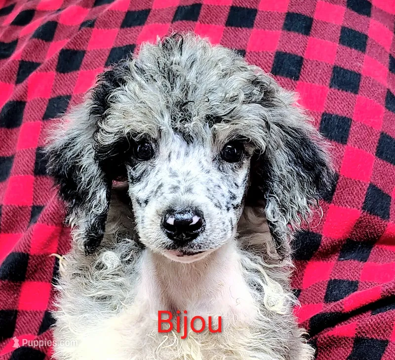 Bijou – Poodle - Multi-Colored Standard puppy for sale in Dover, OH