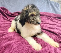 Kesha, a female Poodle - Standard  for sale in Dover, OH – 5 of 5