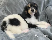 Winston , a male Poodle - Standard  for sale in Dover, OH – 5 of 5
