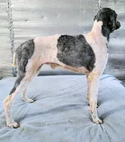 Stillwagons Maverick, a male Poodle - Multi-Colored Standard for sale in Dover, OH – 7 of 7