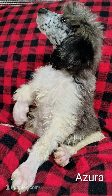 Azura – Poodle - Multi-Colored Standard puppy for sale in Dover, OH