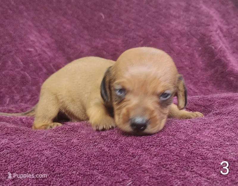 Pablo – Miniature Dachshund puppy for sale in Dover, OH
