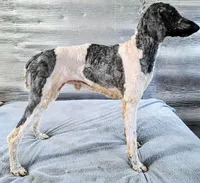 Stillwagons Maverick, a male Poodle - Multi-Colored Standard for sale in Dover, OH – 2 of 7