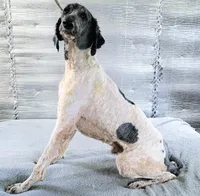 Stillwagons Maverick, a male Poodle - Multi-Colored Standard for sale in Dover, OH – 5 of 7