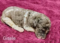 Gisele, a female Poodle - Multi-Colored Standard for sale in Dover, OH – 3 of 4