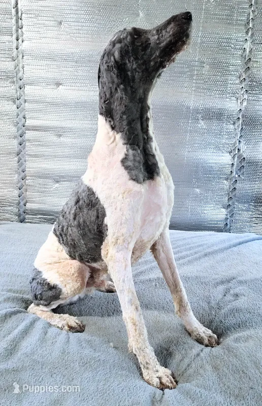 Stillwagons Maverick – Poodle - Multi-Colored Standard puppy for sale in Dover, OH