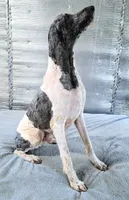 Stillwagons Maverick, a male Poodle - Multi-Colored Standard for sale in Dover, OH – 1 of 7