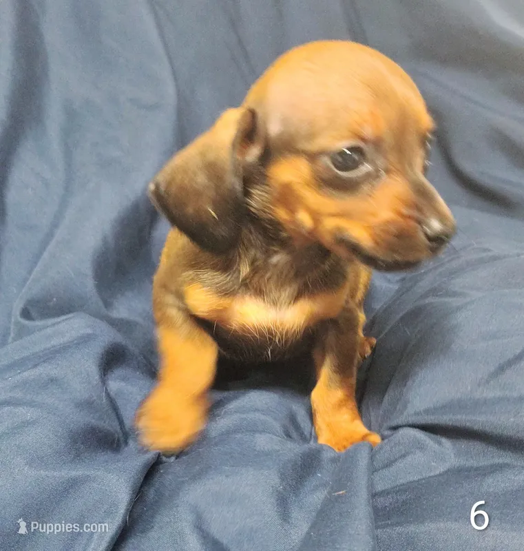 Brittany – Miniature Dachshund puppy for sale in Dover, OH