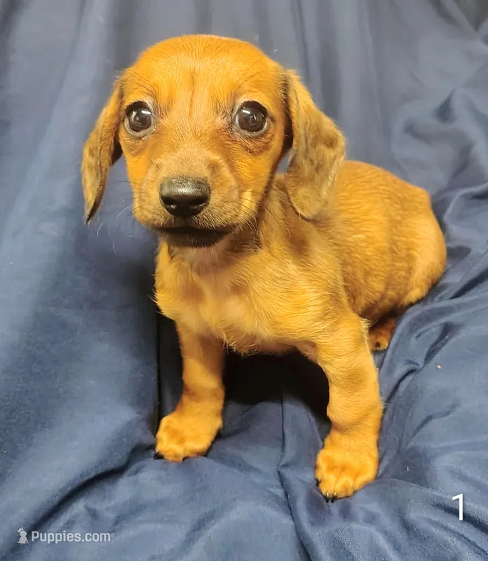 Tiny – Miniature Dachshund puppy for sale in Dover, OH