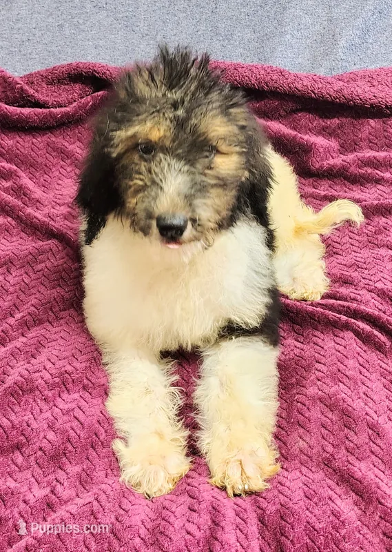 Kesha – Poodle - Multi-Colored Standard puppy for sale in Dover, OH