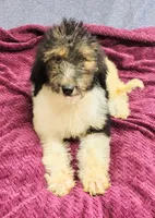 Kesha, a female Poodle - Standard  for sale in Dover, OH – 1 of 5