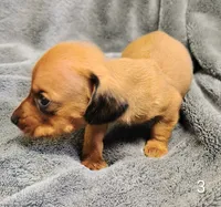 Pablo, a male Miniature Dachshund for sale in Dover, OH – 4 of 4