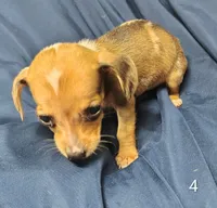 Chip, a male Miniature Dachshund for sale in Dover, OH – 4 of 5