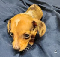 Chip, a male Miniature Dachshund for sale in Dover, OH – 5 of 5