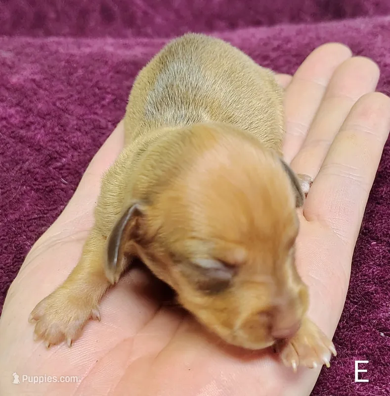 Eliza – Miniature Dachshund puppy for sale in Dover, OH