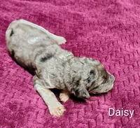 Daisy, a female Poodle - Multi-Colored Standard for sale in Dover, OH – 4 of 4