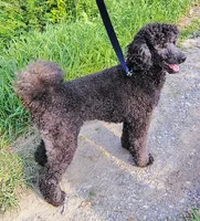 Theodore (Teddy), a male Poodle - Standard  for sale in Dover, OH – 3 of 5