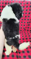Jasper, a male Poodle - Multi-Colored Standard for sale in Dover, OH – 4 of 5