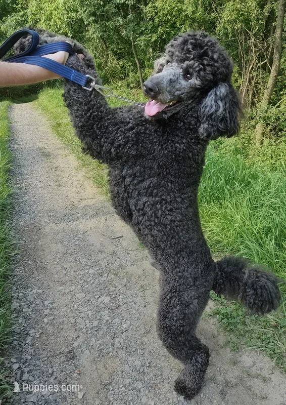 Theodore (Teddy) – Poodle - Standard  puppy for sale in Dover, OH