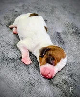 Franny, a female Miniature Dachshund for sale in Dover, OH – 1 of 4