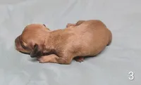 Pablo, a male Miniature Dachshund for sale in Dover, OH – 2 of 5