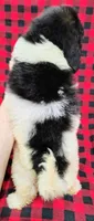 Dixon, a male Poodle - Multi-Colored Standard for sale in Dover, OH – 7 of 7