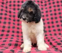Dixon, a male Poodle - Multi-Colored Standard for sale in Dover, OH – 3 of 7