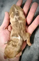 Bella, a female Miniature Dachshund for sale in Dover, OH – 5 of 5