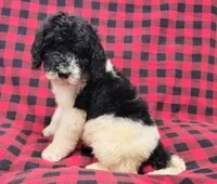 Dewey, a male Poodle - Multi-Colored Standard for sale in Dover, OH – 2 of 5