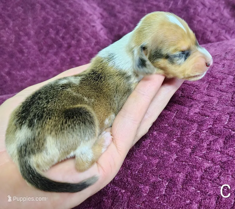 Chip – Miniature Dachshund puppy for sale in Dover, OH
