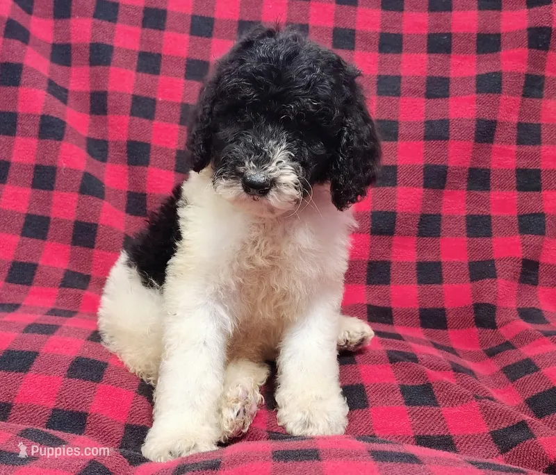 Dewey – Poodle - Multi-Colored Standard puppy for sale in Dover, OH