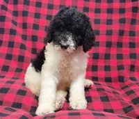 Dewey, a male Poodle - Multi-Colored Standard for sale in Dover, OH – 1 of 5