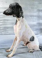 Stillwagons Maverick, a male Poodle - Multi-Colored Standard for sale in Dover, OH – 3 of 7