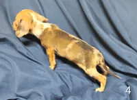 Chip, a male Miniature Dachshund for sale in Dover, OH – 2 of 5