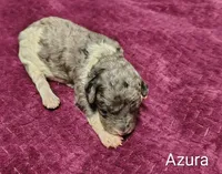 Azura, a female Poodle - Multi-Colored Standard for sale in Dover, OH – 2 of 4