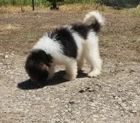 Dixon, a male Poodle - Standard  for sale in Dover, OH – 2 of 4