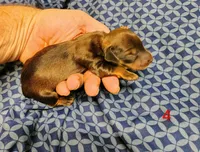 Hershey, a male Miniature Dachshund for sale in Dover, OH – 5 of 5