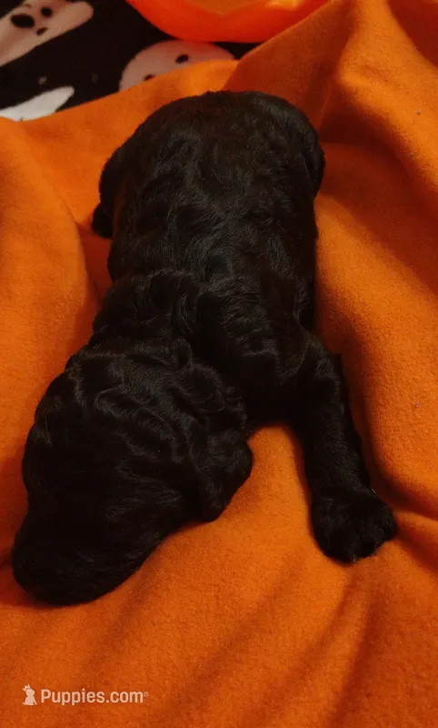 Jasmine – Poodle - Standard  puppy for sale in Dover, OH